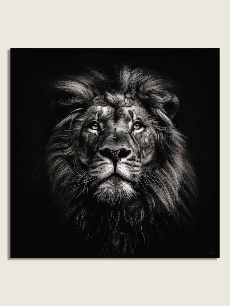 Lion Bw