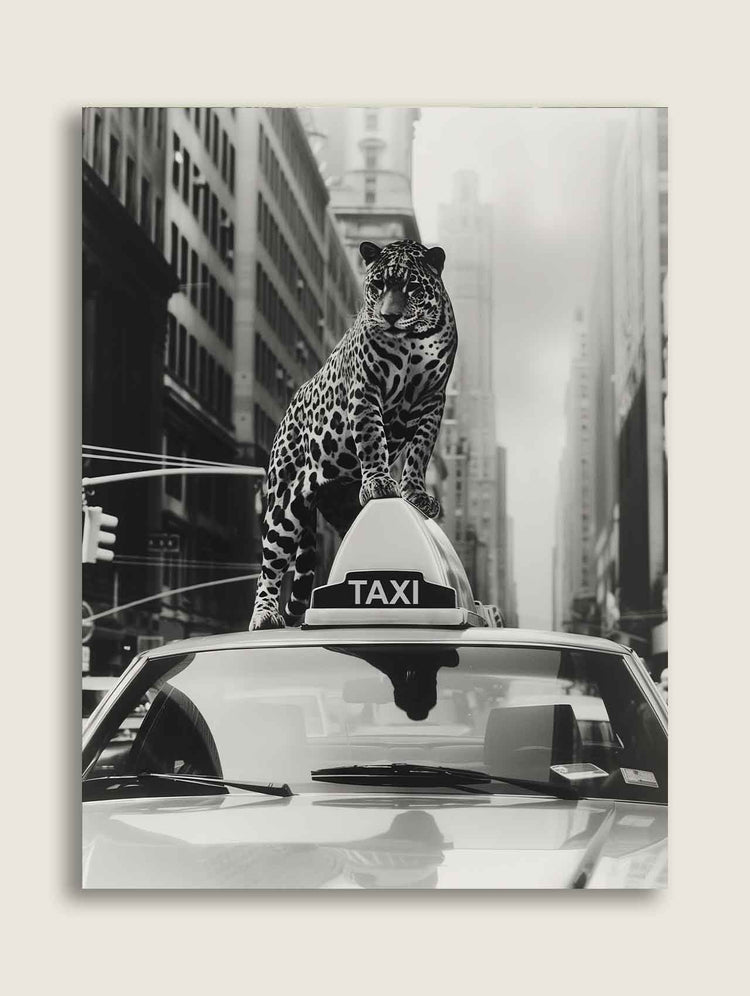 Taxi Leopard